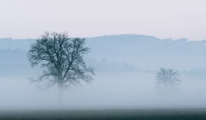 Preview wallpaper tree, fog, horizon, nature