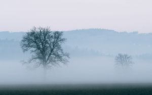 Preview wallpaper tree, fog, horizon, nature