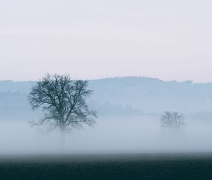 Preview wallpaper tree, fog, horizon, nature