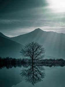 Preview wallpaper tree, fog, lake, mountains, twilight