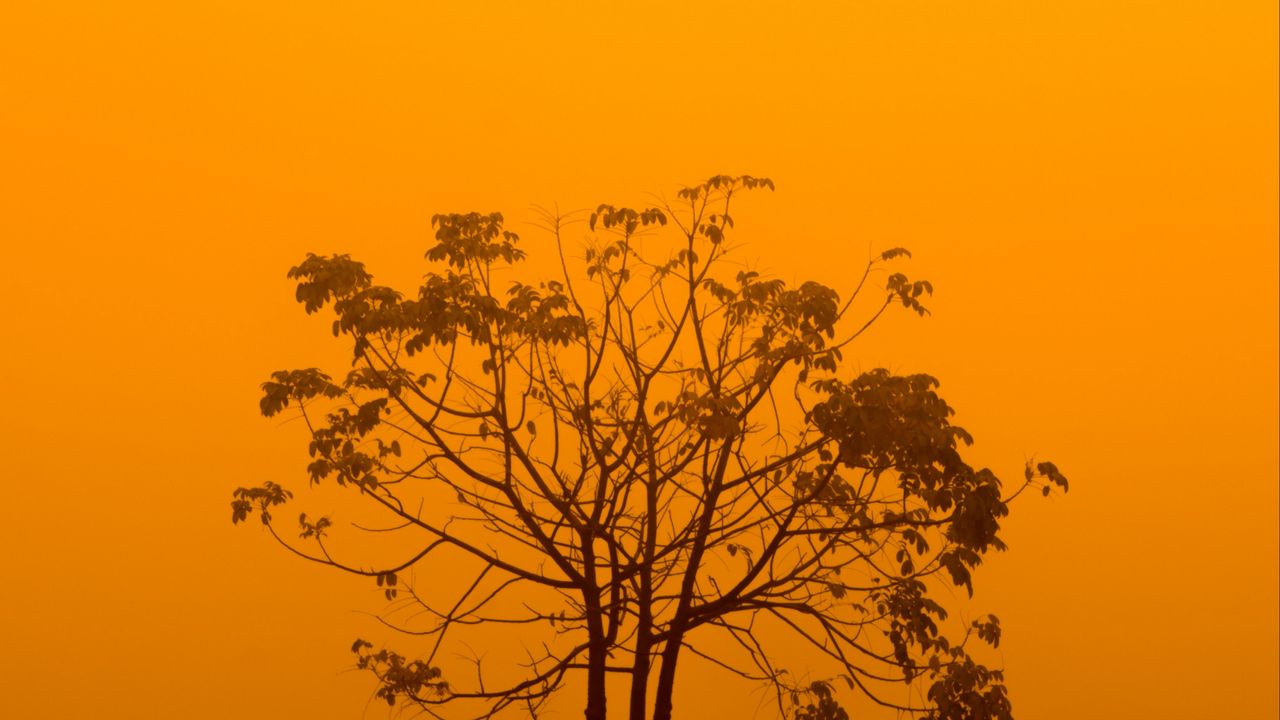 Wallpaper tree, fog, minimalism, yellow, aesthetic