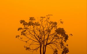 Preview wallpaper tree, fog, minimalism, yellow, aesthetic