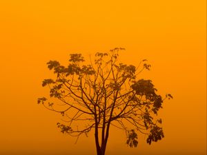 Preview wallpaper tree, fog, minimalism, yellow, aesthetic