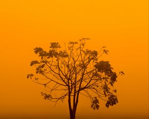 Preview wallpaper tree, fog, minimalism, yellow, aesthetic