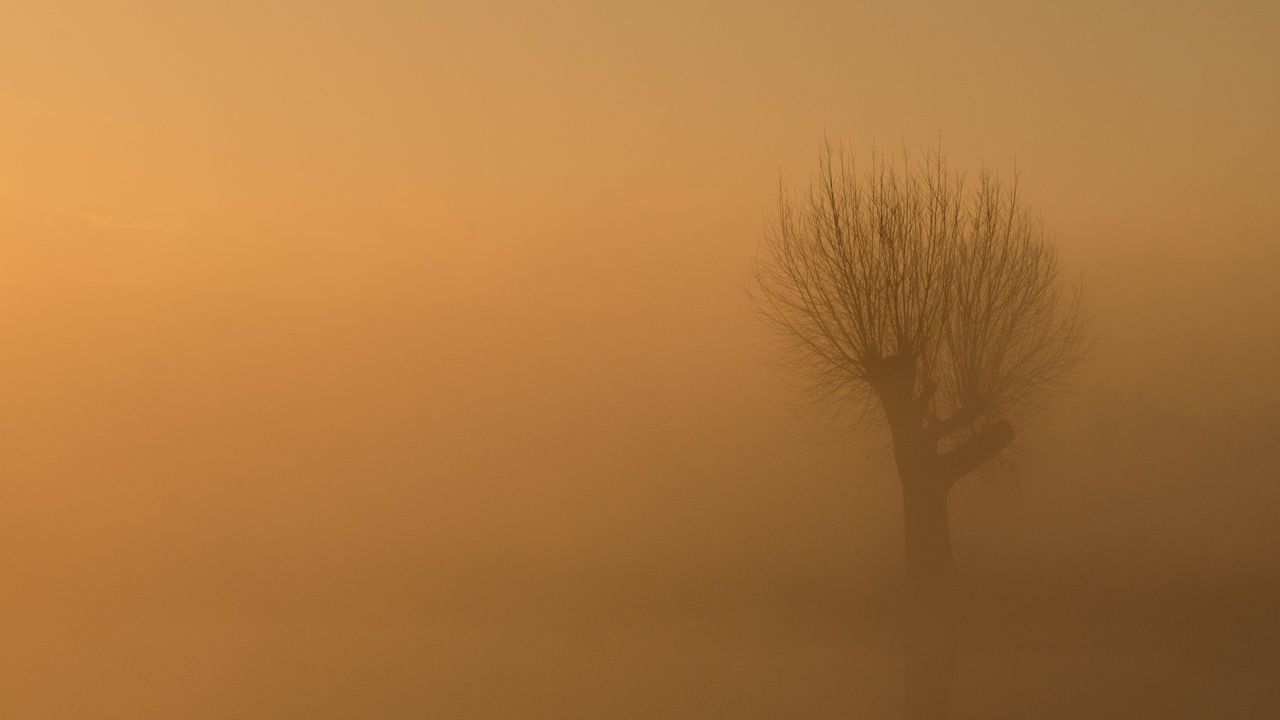Wallpaper tree, fog, mist, lonely, gloomy