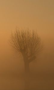 Preview wallpaper tree, fog, mist, lonely, gloomy