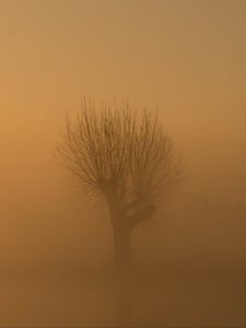 Preview wallpaper tree, fog, mist, lonely, gloomy