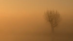 Preview wallpaper tree, fog, mist, lonely, gloomy