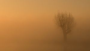 Preview wallpaper tree, fog, mist, lonely, gloomy