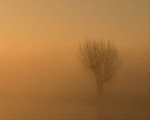 Preview wallpaper tree, fog, mist, lonely, gloomy