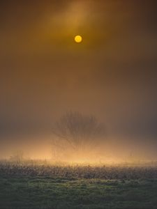 Preview wallpaper tree, fog, moon, nature