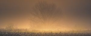 Preview wallpaper tree, fog, moon, nature