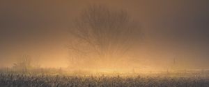 Preview wallpaper tree, fog, moon, nature