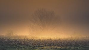 Preview wallpaper tree, fog, moon, nature