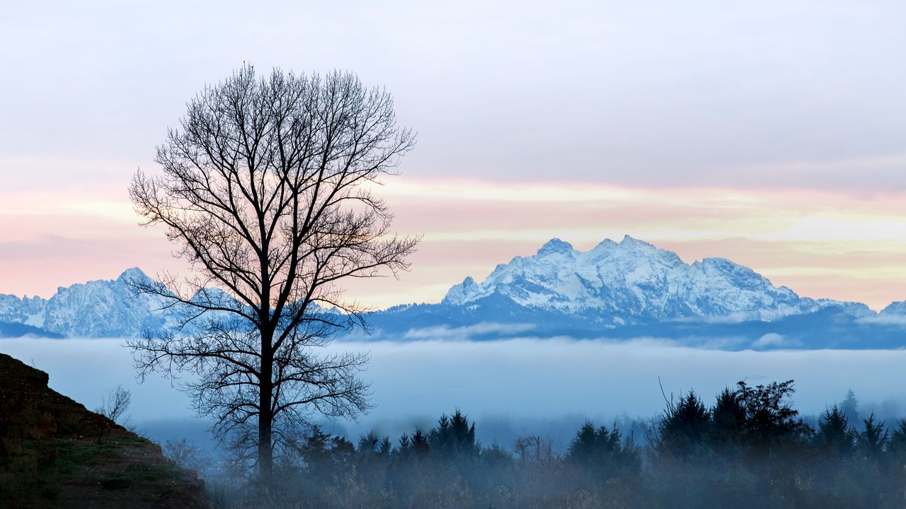 Wallpaper tree, fog, mountains, landscape
