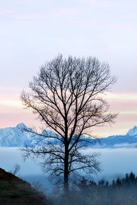 Preview wallpaper tree, fog, mountains, landscape