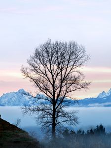 Preview wallpaper tree, fog, mountains, landscape