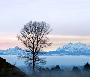 Preview wallpaper tree, fog, mountains, landscape