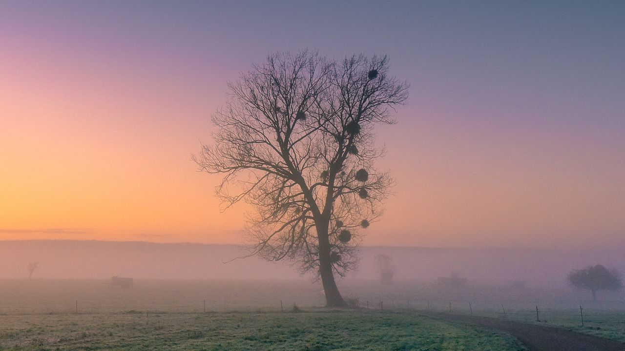 Wallpaper tree, fog, road, grass, dusk
