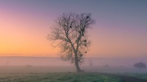 Preview wallpaper tree, fog, road, grass, dusk