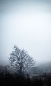 Preview wallpaper tree, fog, sky