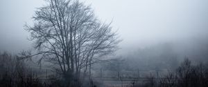Preview wallpaper tree, fog, sky