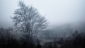 Preview wallpaper tree, fog, sky