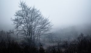 Preview wallpaper tree, fog, sky