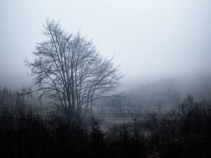 Preview wallpaper tree, fog, sky