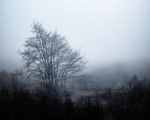 Preview wallpaper tree, fog, sky