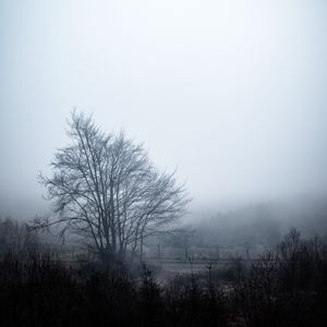 Preview wallpaper tree, fog, sky