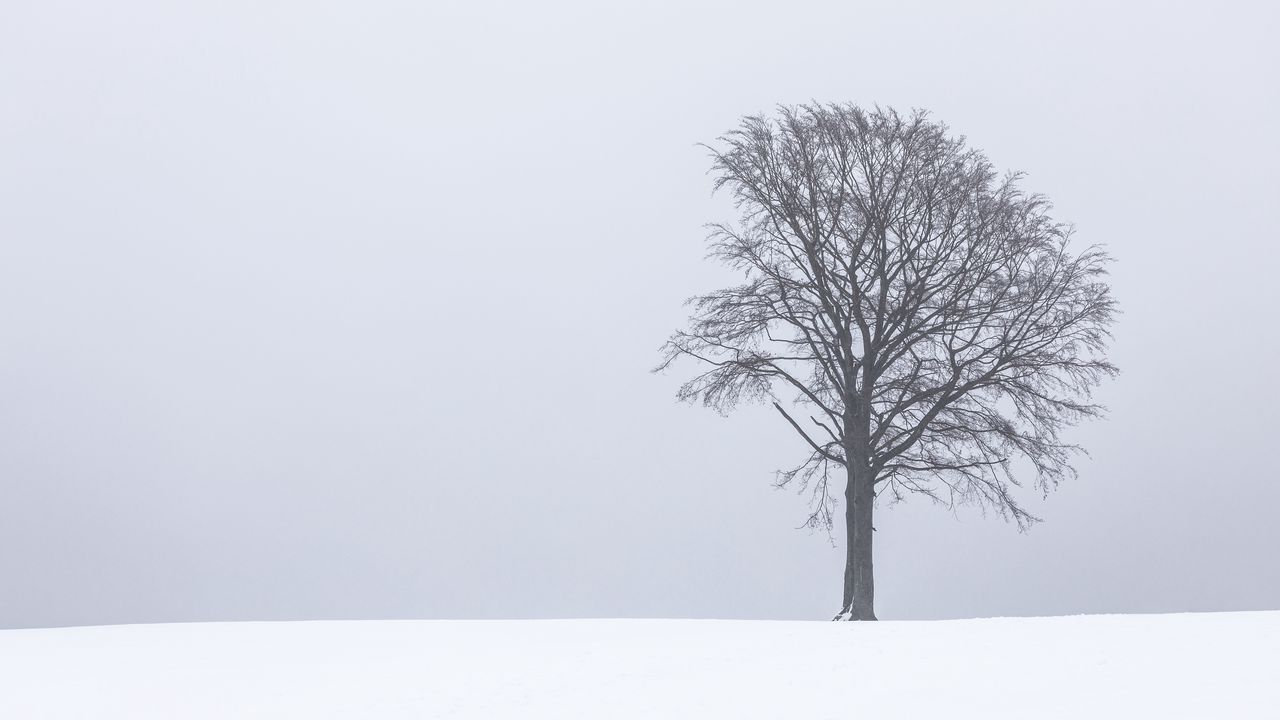 Wallpaper tree, fog, snow, lonely, landscape