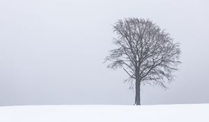 Preview wallpaper tree, fog, snow, lonely, landscape