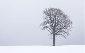 Preview wallpaper tree, fog, snow, lonely, landscape