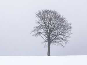 Preview wallpaper tree, fog, snow, lonely, landscape