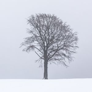 Preview wallpaper tree, fog, snow, lonely, landscape