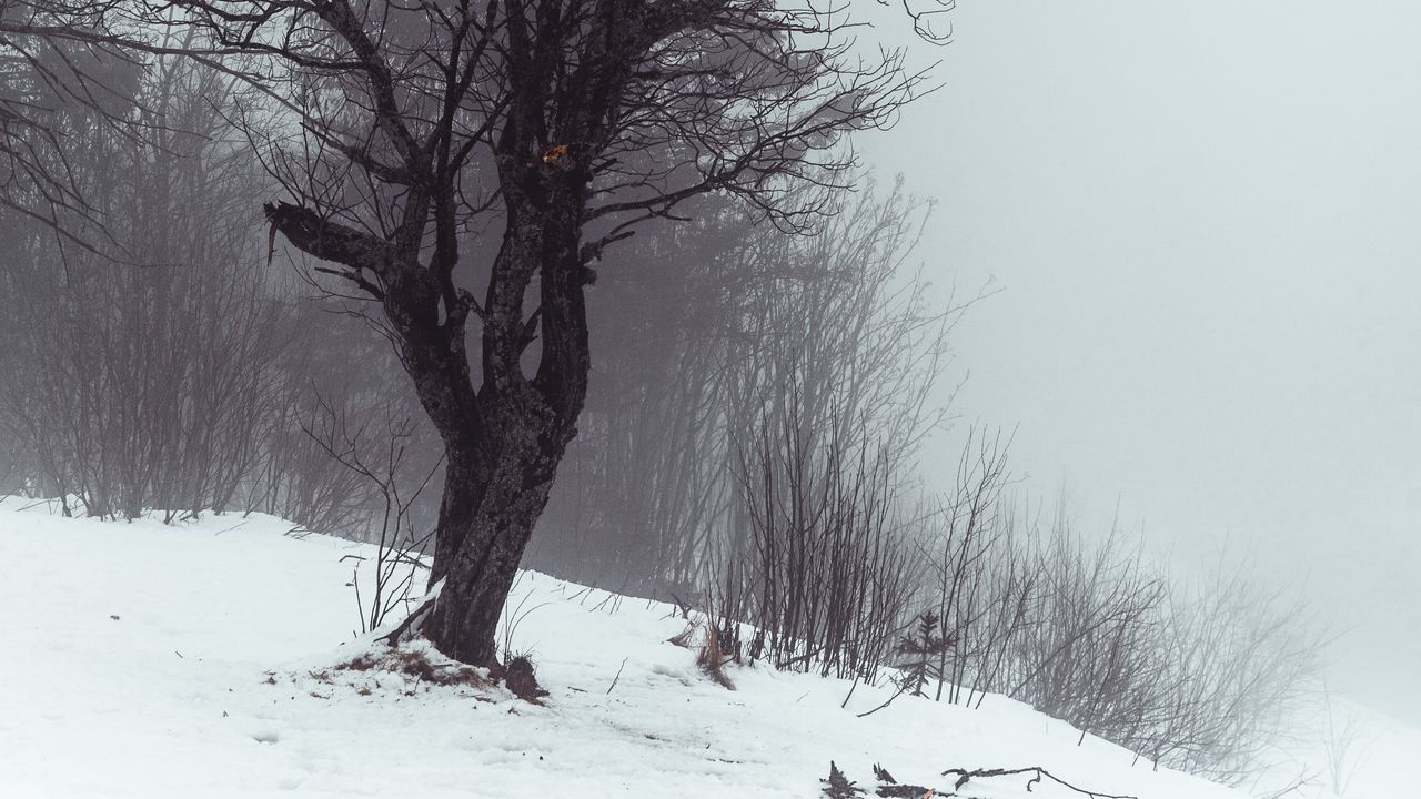 Wallpaper tree, fog, snow, winter, nature