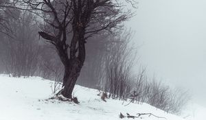 Preview wallpaper tree, fog, snow, winter, nature