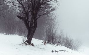 Preview wallpaper tree, fog, snow, winter, nature