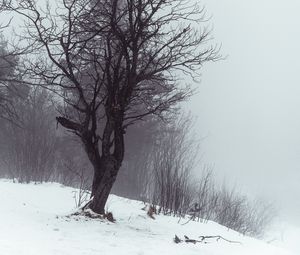 Preview wallpaper tree, fog, snow, winter, nature
