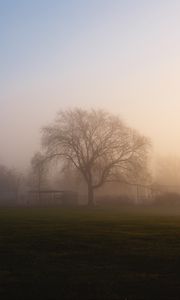Preview wallpaper tree, fog, sunrise