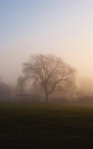 Preview wallpaper tree, fog, sunrise