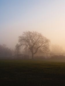 Preview wallpaper tree, fog, sunrise