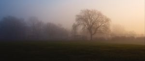 Preview wallpaper tree, fog, sunrise