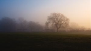 Preview wallpaper tree, fog, sunrise