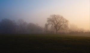 Preview wallpaper tree, fog, sunrise