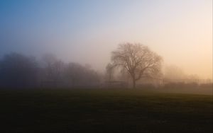 Preview wallpaper tree, fog, sunrise