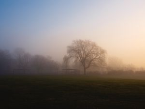 Preview wallpaper tree, fog, sunrise