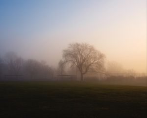 Preview wallpaper tree, fog, sunrise