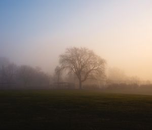 Preview wallpaper tree, fog, sunrise